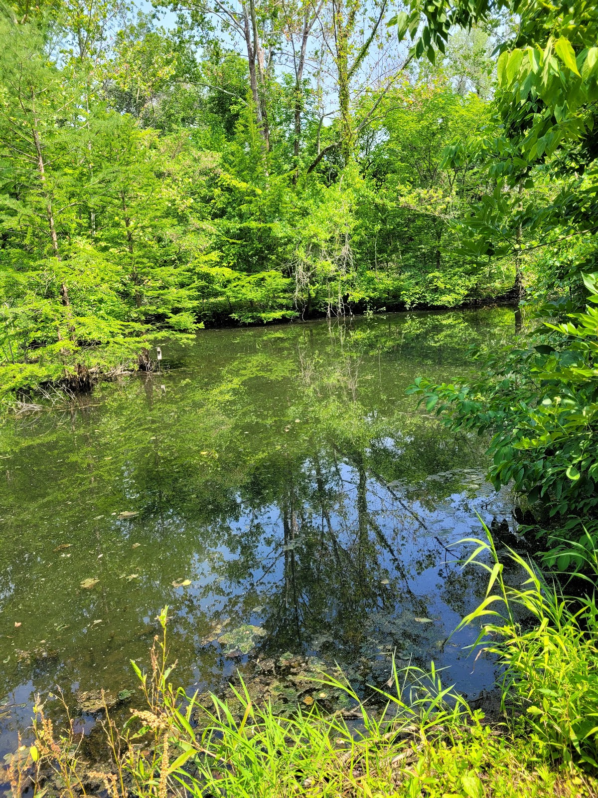 Bohm Woods Nature Preserve photo 3