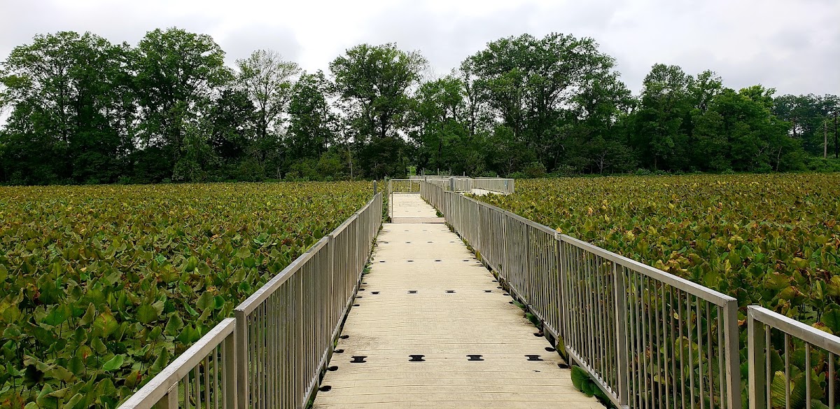 Arlington Wetlands photo 2