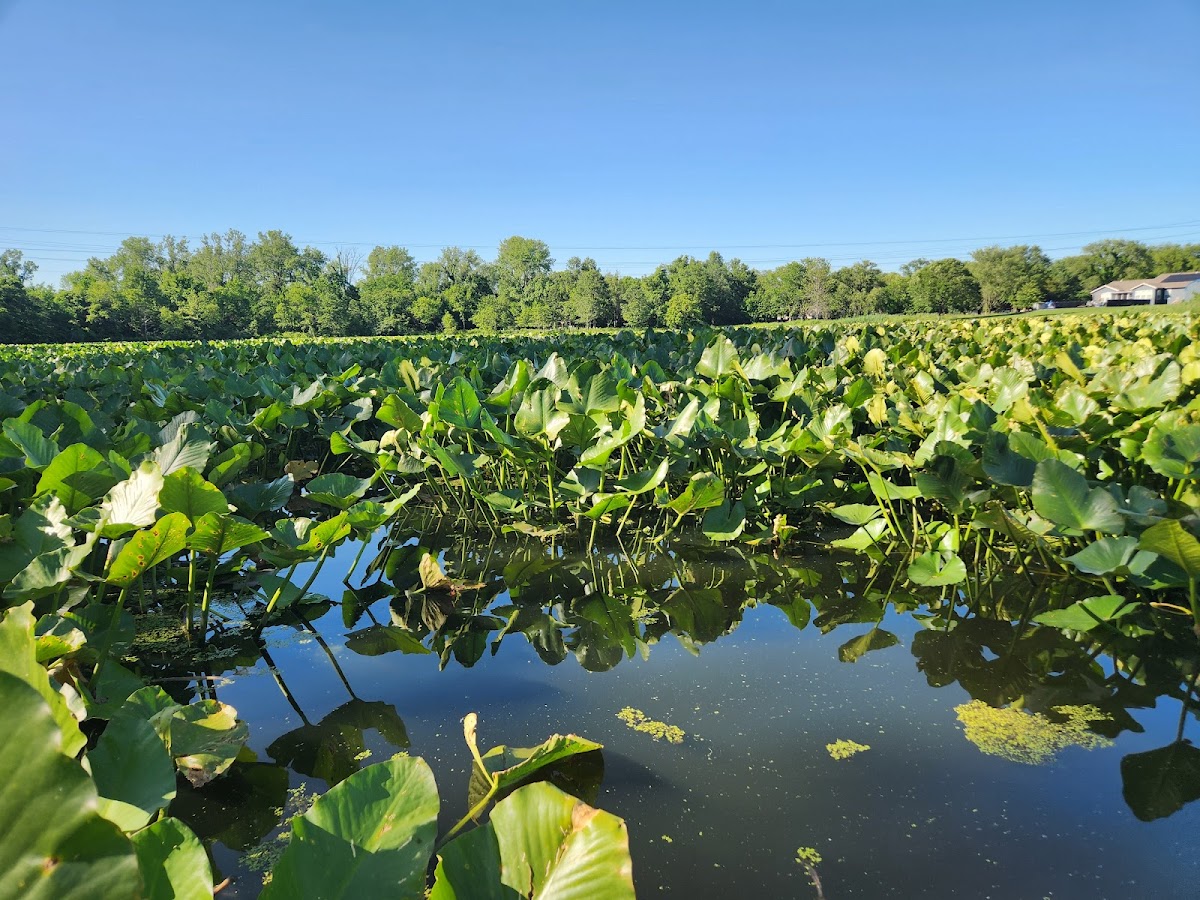 Arlington Wetlands photo 3