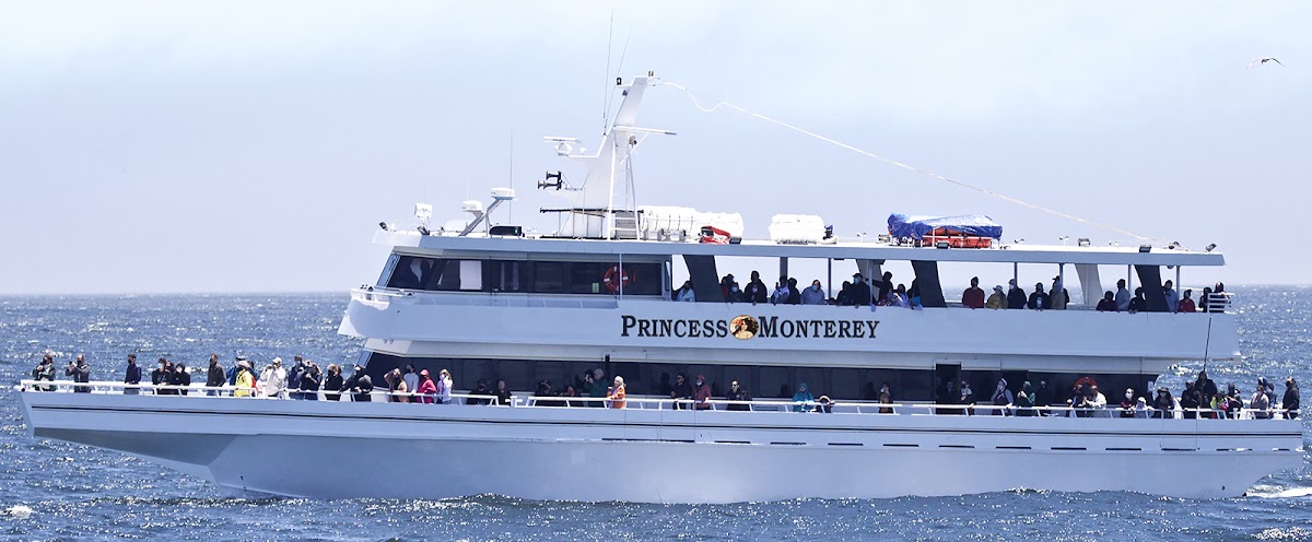 Princess Monterey Whale Watching