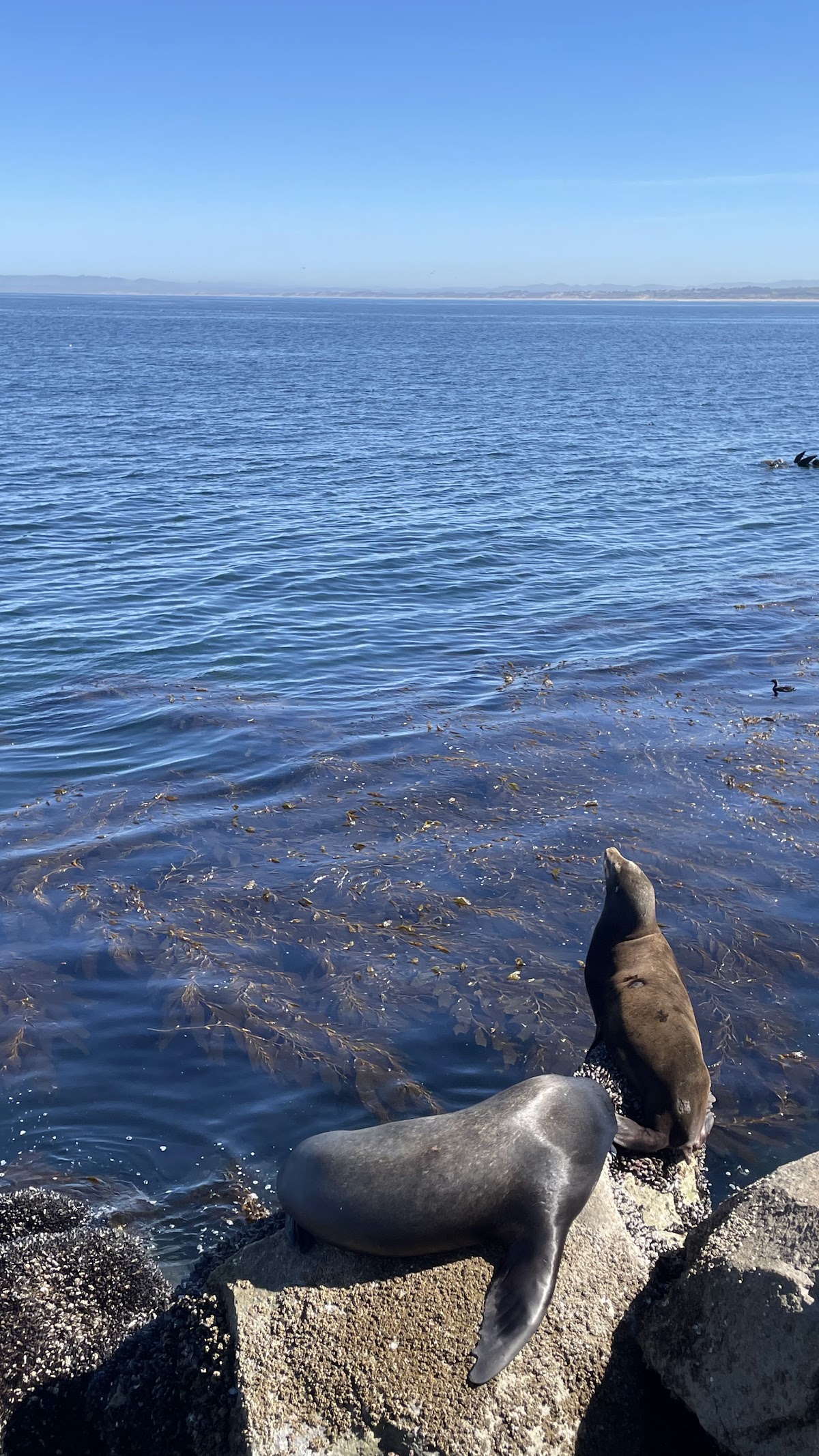 Seals & sea lions