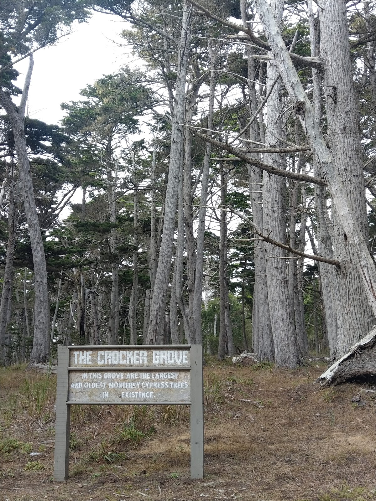 The Crocker Cypress Grove