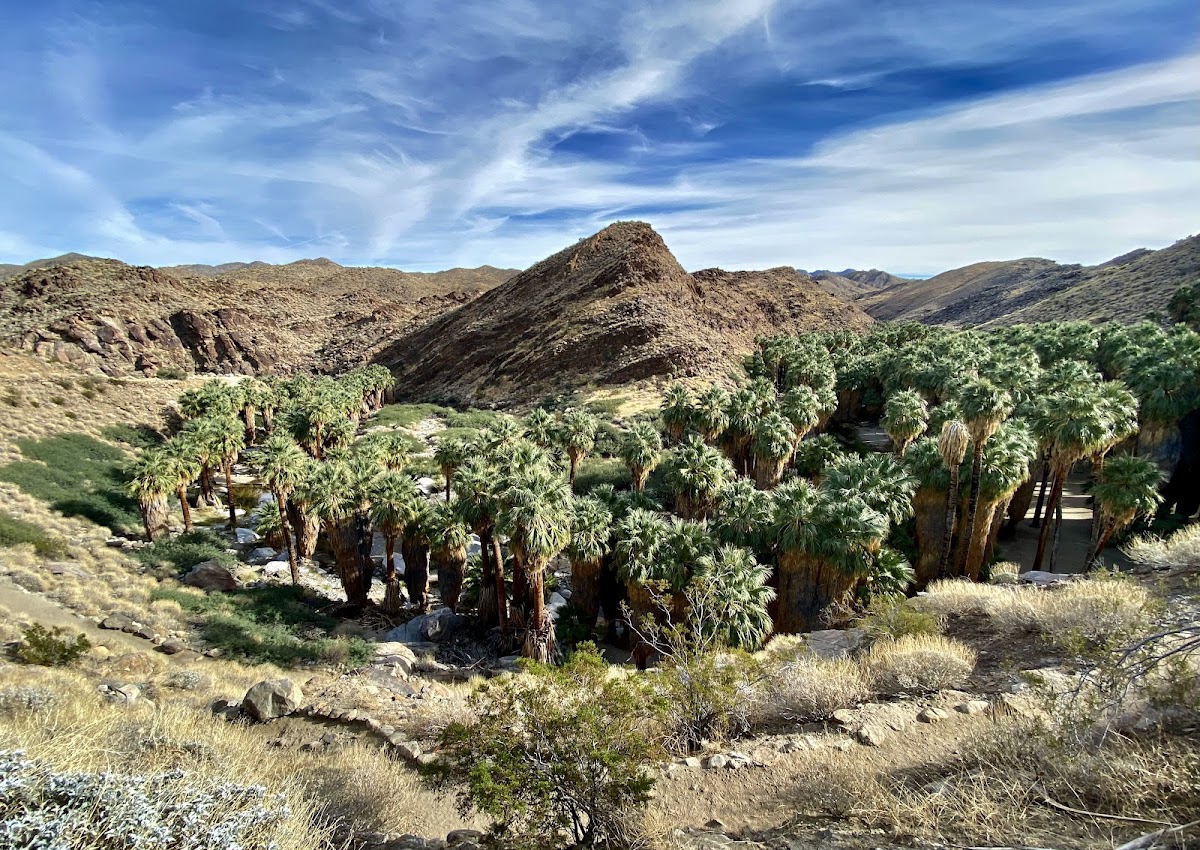 Palm Canyon