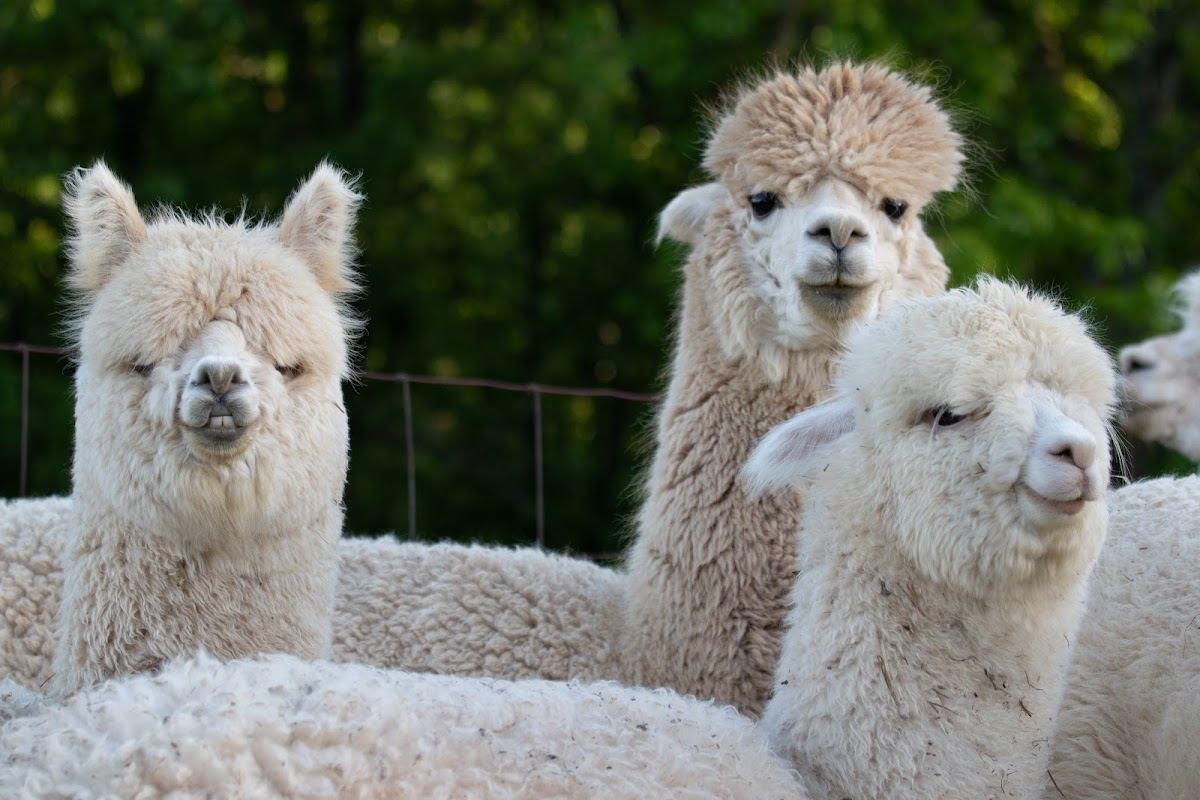 Alpaca’s Midwest