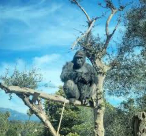 King Kong Hill
