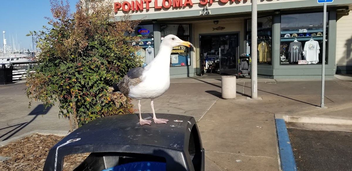 Mitch's Seafood
