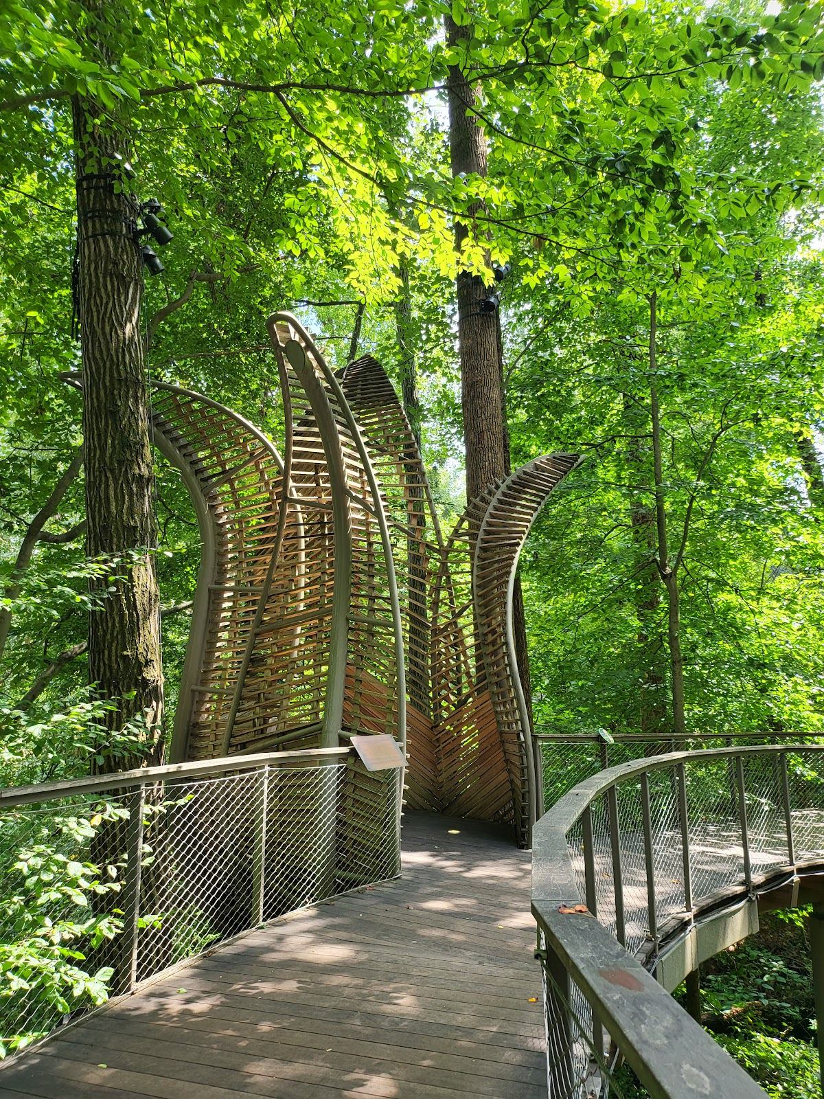 Fernbank Museum | 3D Theater | Forest