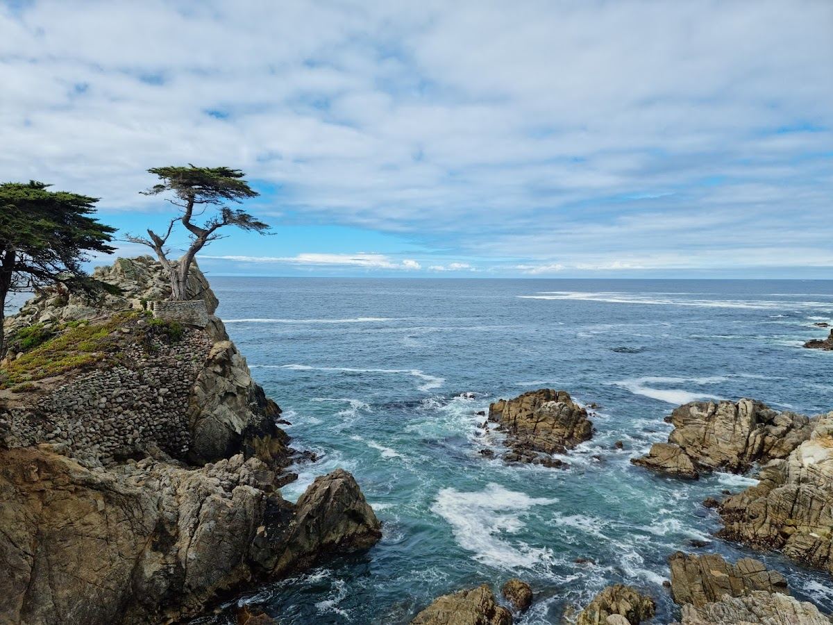 Lone Cypress