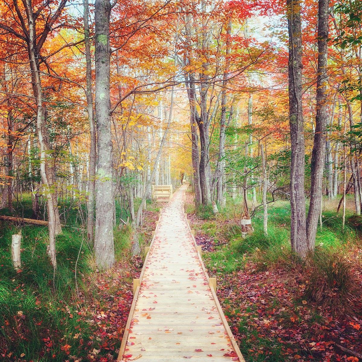 Wild Gardens of Acadia