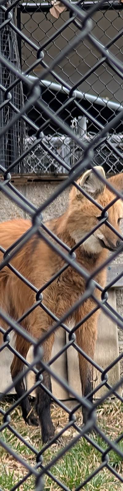 Endangered Wolf Center photo 2