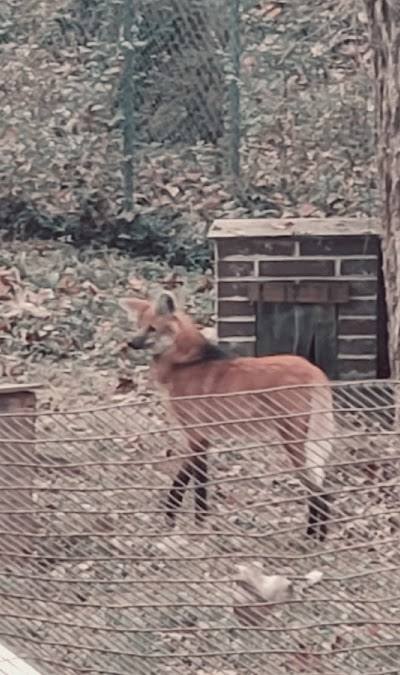 Endangered Wolf Center photo 3