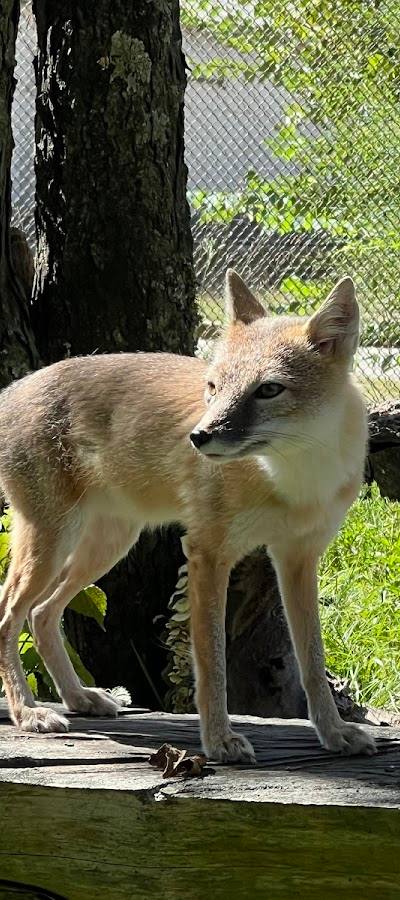 Endangered Wolf Center photo 4