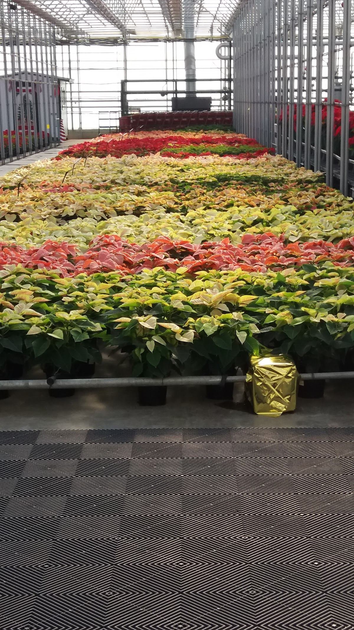 N.G. Heimos Greenhouses
