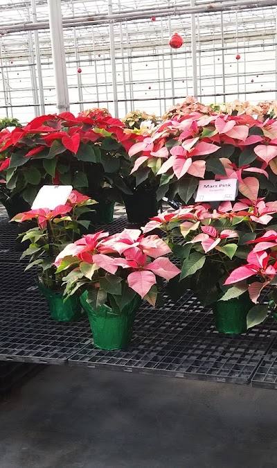 N.G. Heimos Greenhouses photo 2