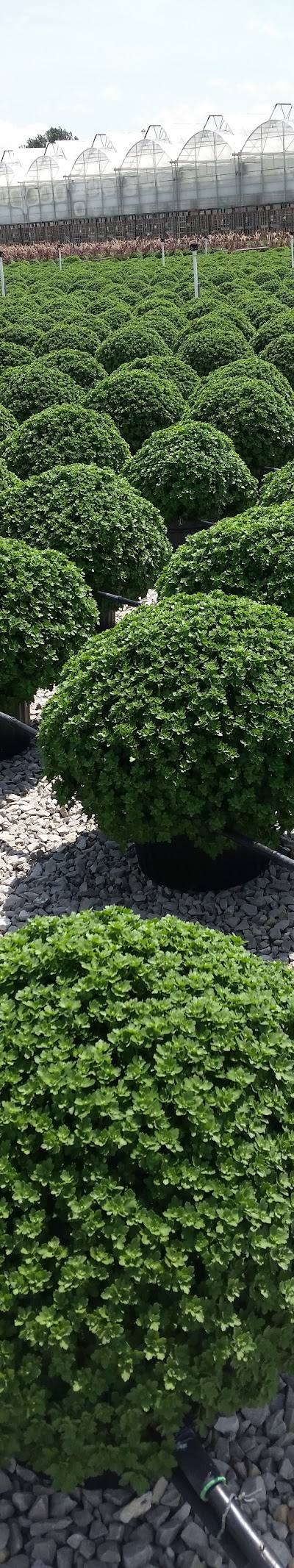 N.G. Heimos Greenhouses photo 3