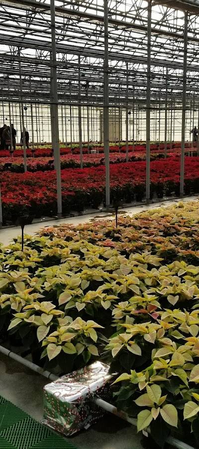 N.G. Heimos Greenhouses photo 4