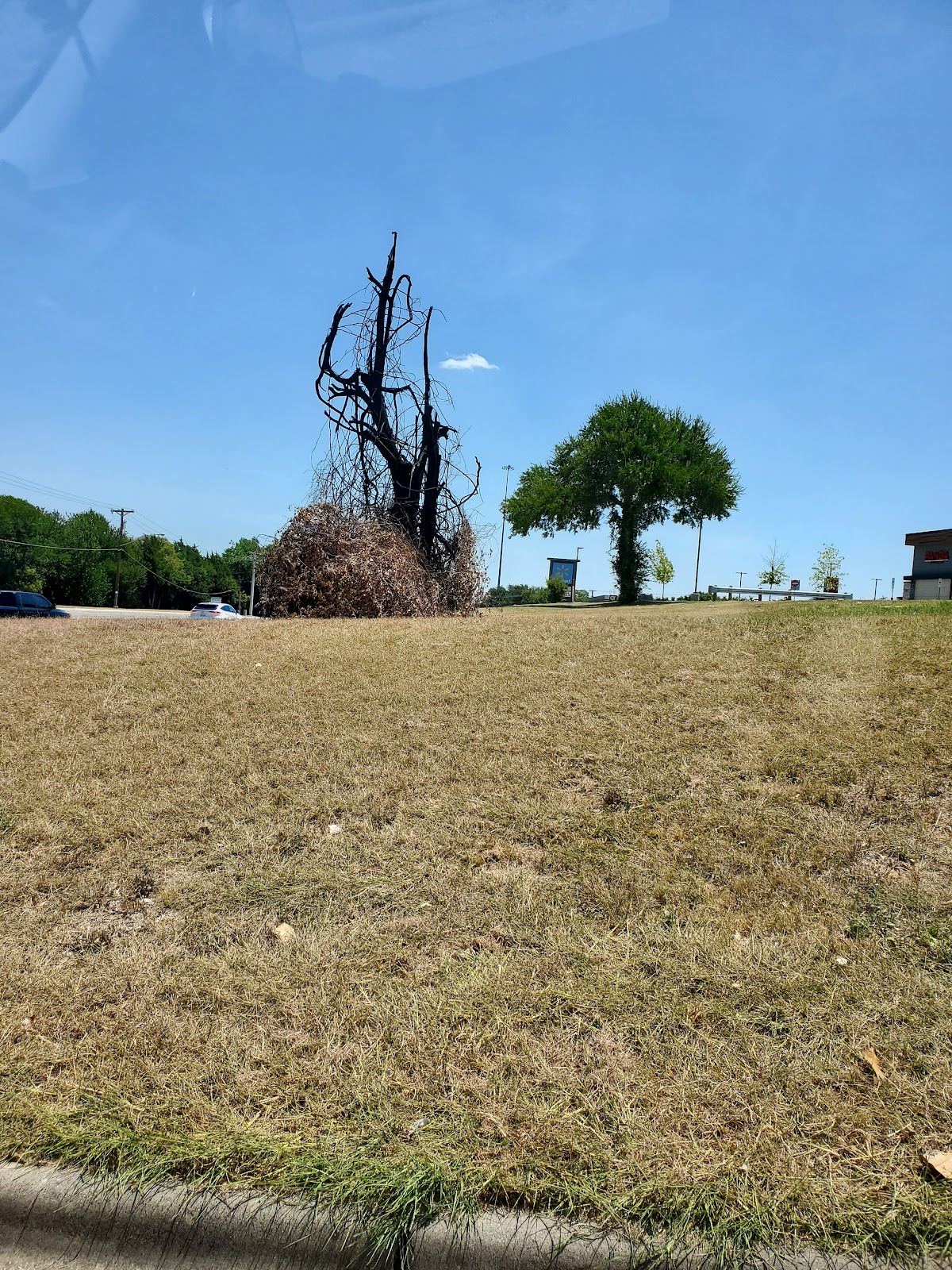 Natural sculpture of Cousin Itt