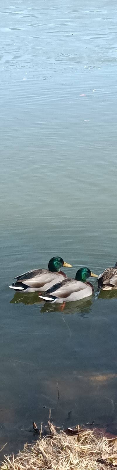 All Abilities Park photo 3