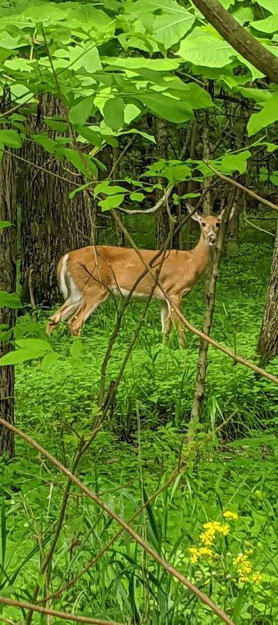 Rabbit Run Park photo 4