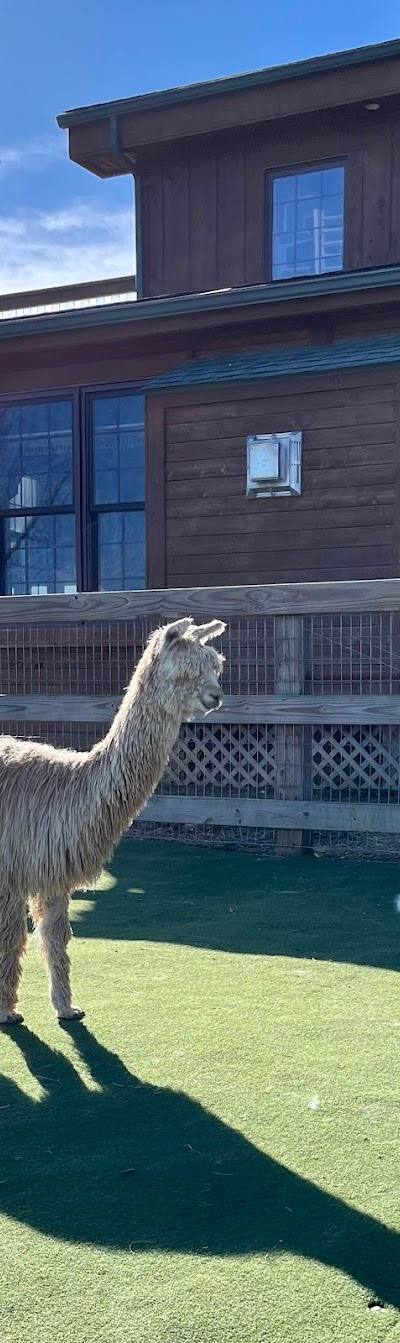 Suri & Company Alpaca Farm photo 2