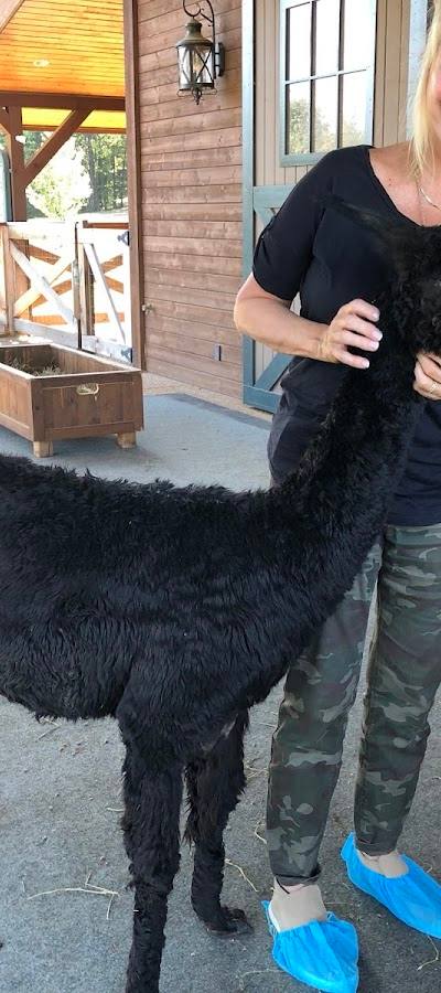 Suri & Company Alpaca Farm photo 4