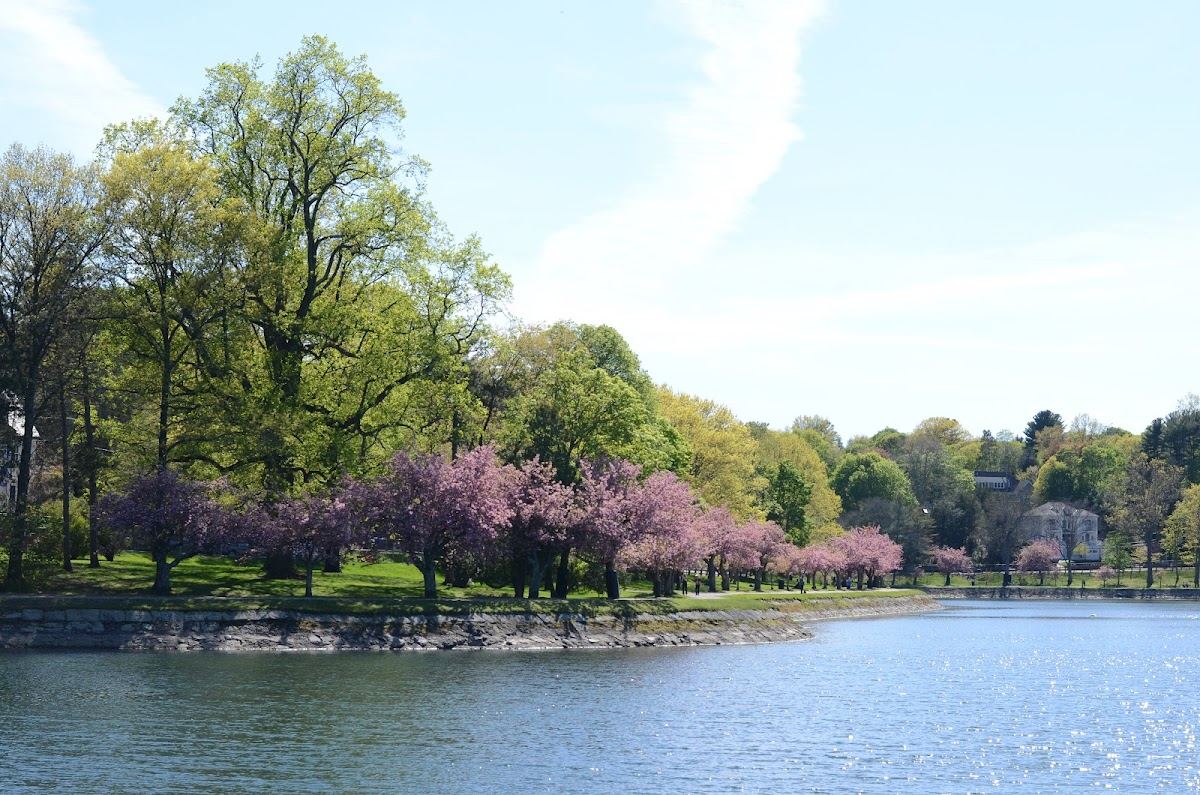 Brookline Reservoir Park