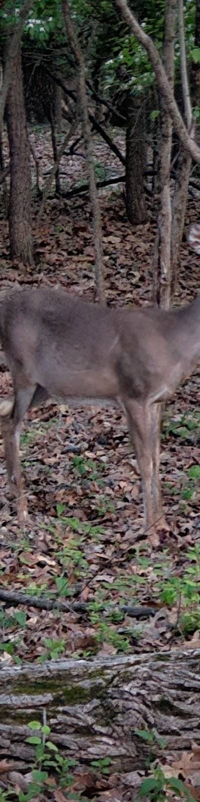 Jefferson Barracks Park photo 3