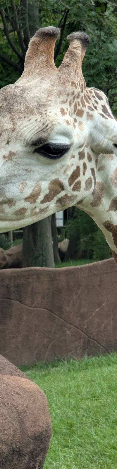 Saint Louis Zoo photo 4