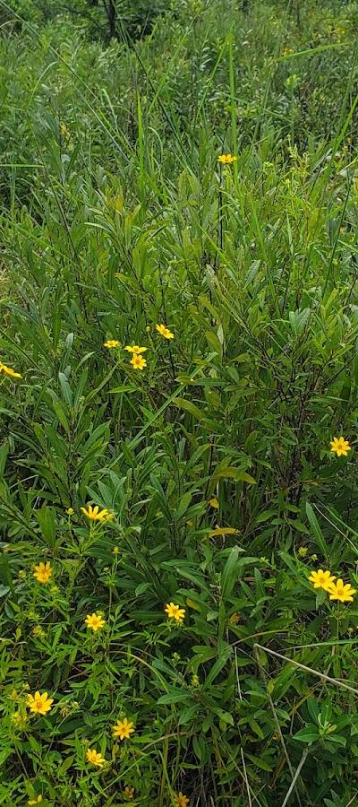 Denby Prairie Nature Preserve photo 3