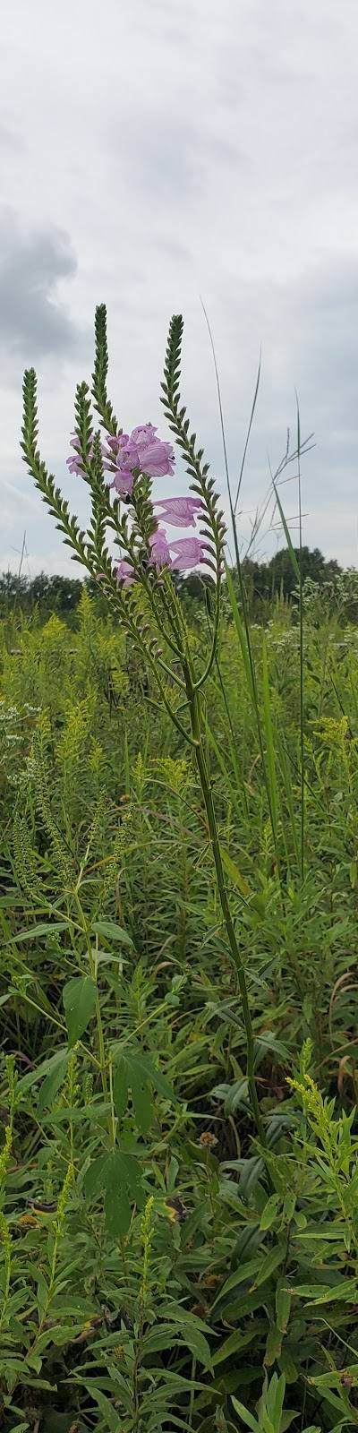 Denby Prairie Nature Preserve photo 4