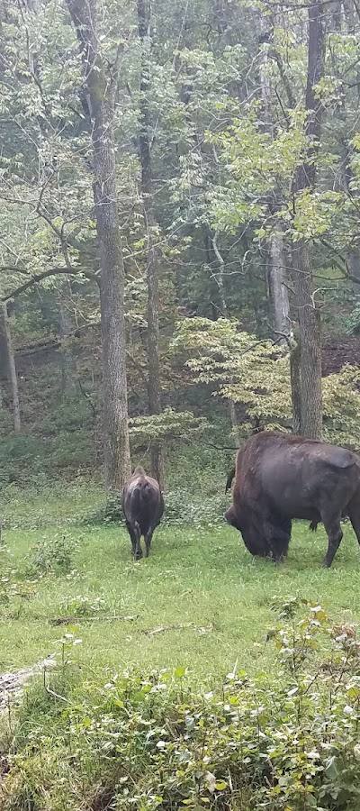 Forest 44 Conservation Area photo 3