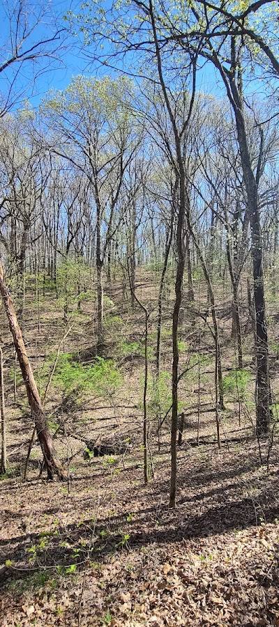 Forest 44 Conservation Area photo 4