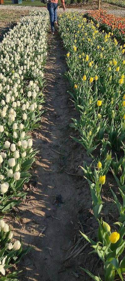 Eckarts Tulip Farm photo 4