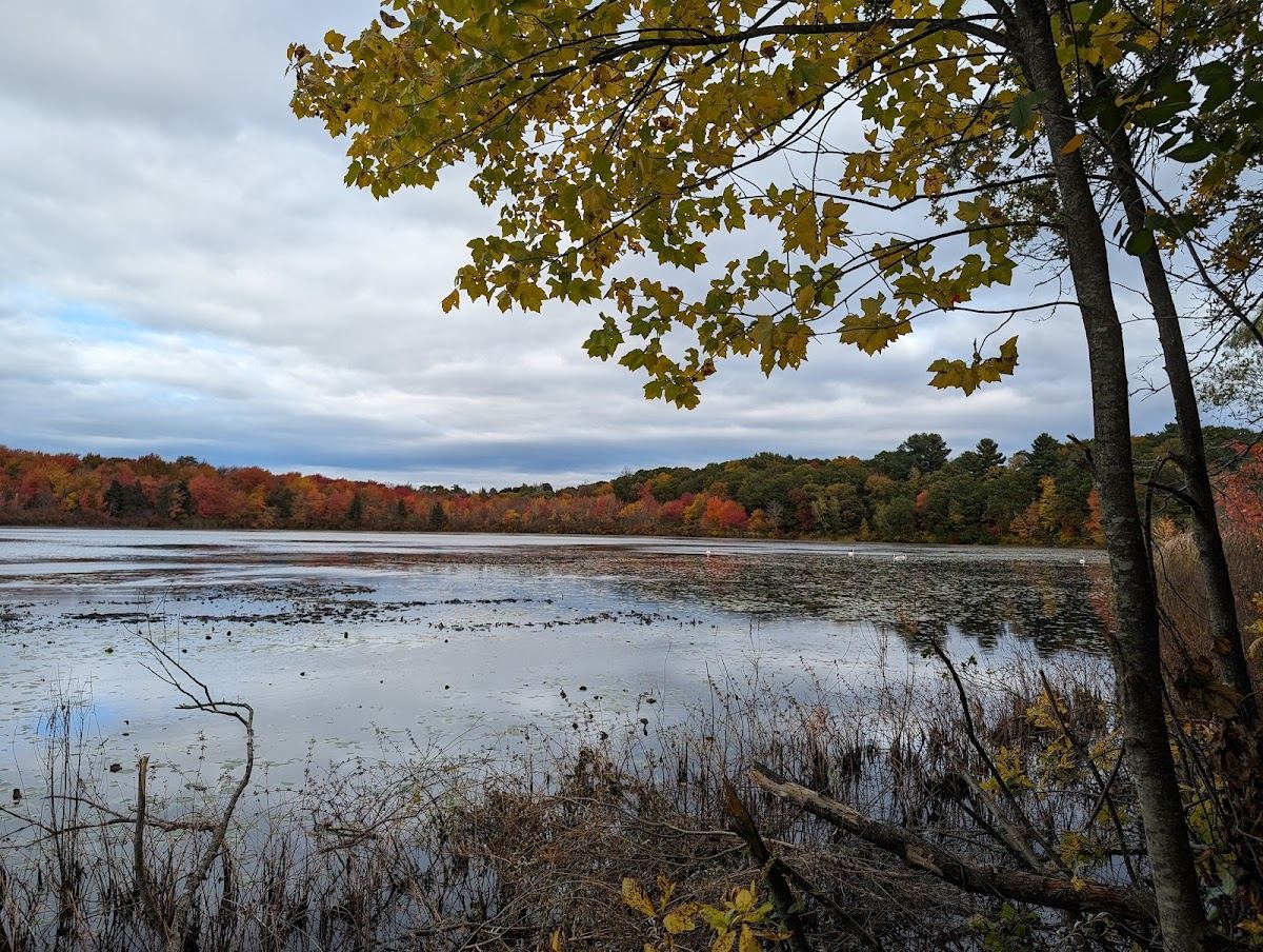 Hammond Pond Reservation