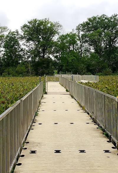 Arlington Wetlands photo 2