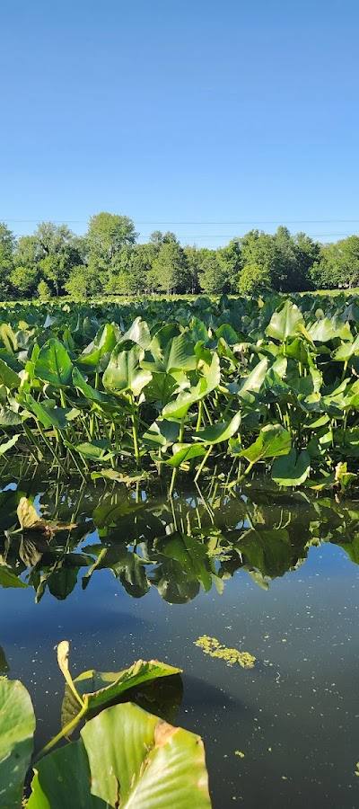 Arlington Wetlands photo 3