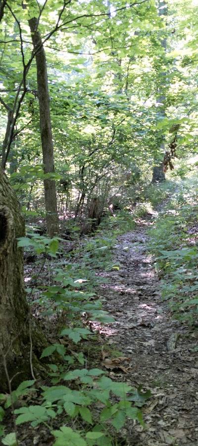 Victoria Glades Conservation Area photo 2