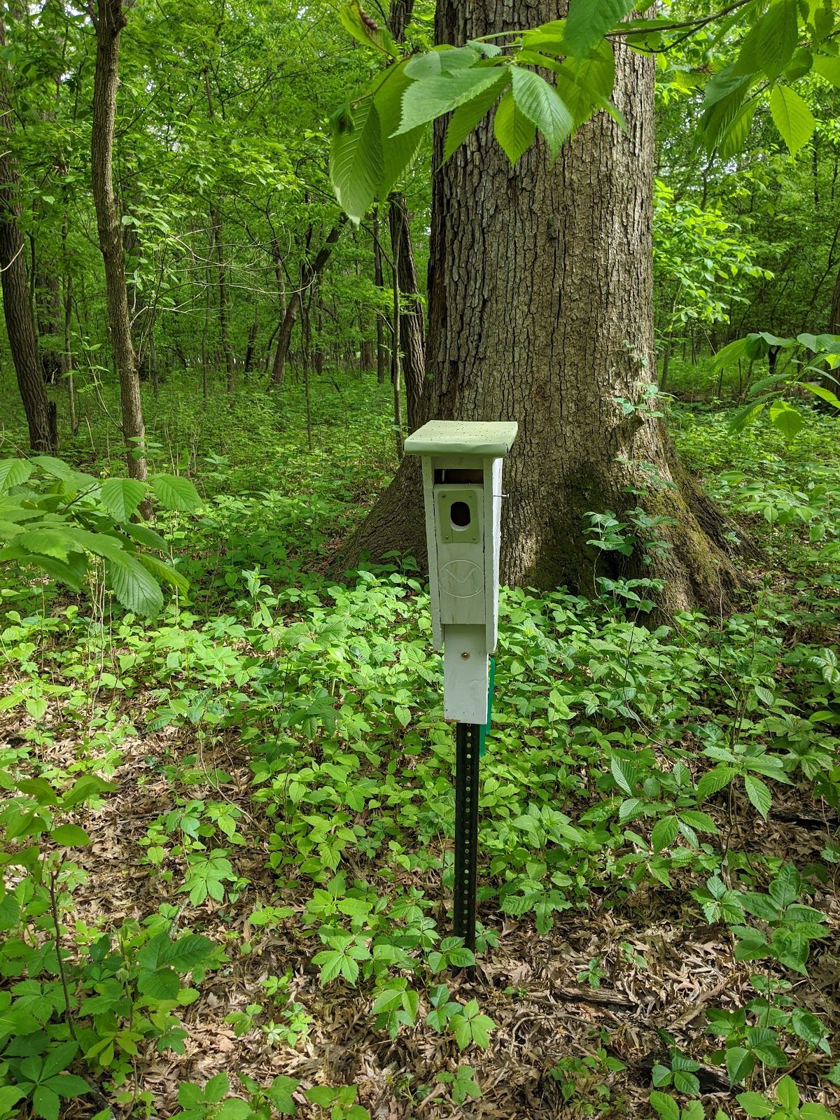Julius J Knobeloch Woods Nature Preserve