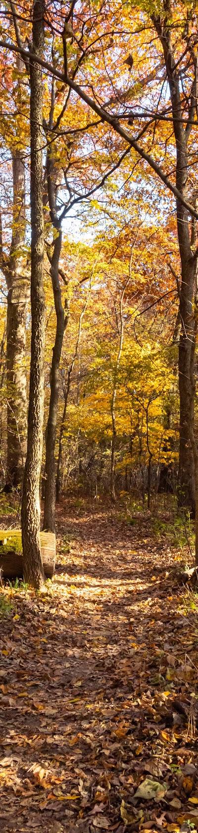 Julius J Knobeloch Woods Nature Preserve photo 3