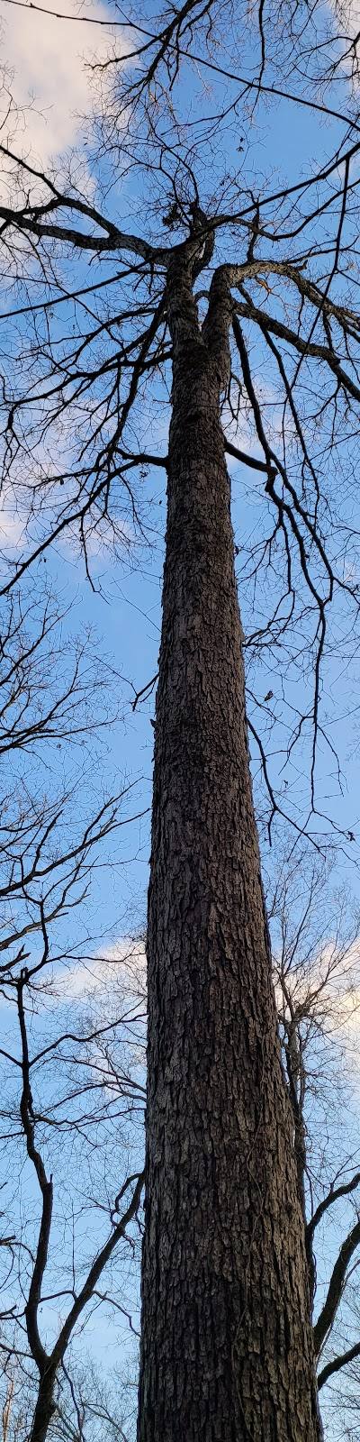 Julius J Knobeloch Woods Nature Preserve photo 4