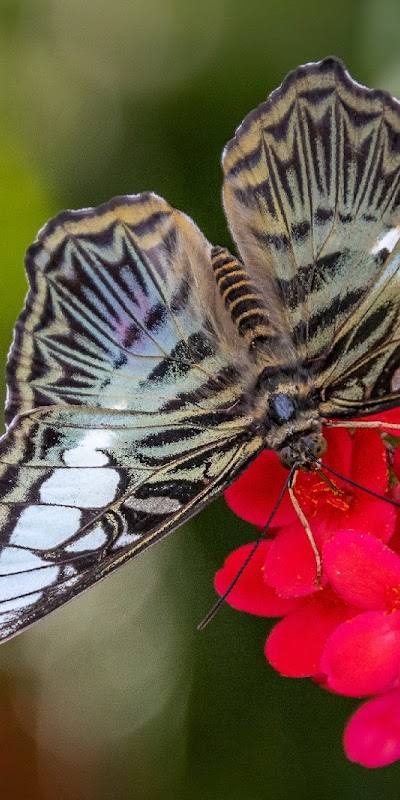 Sophia M. Sachs Butterfly House photo 4