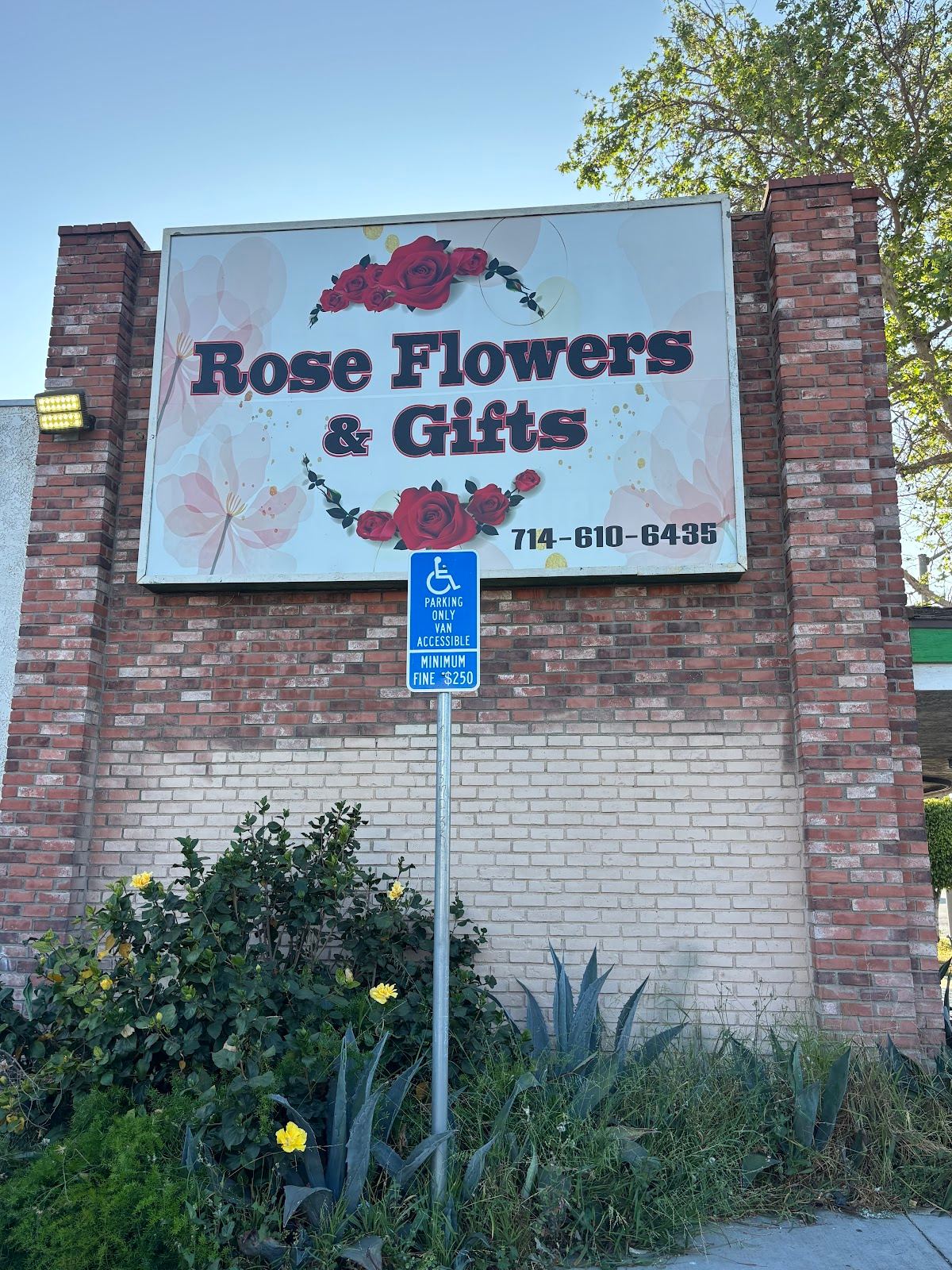 Rose Flowers