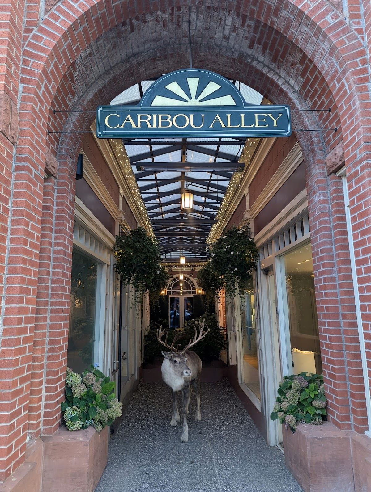 Caribou Club