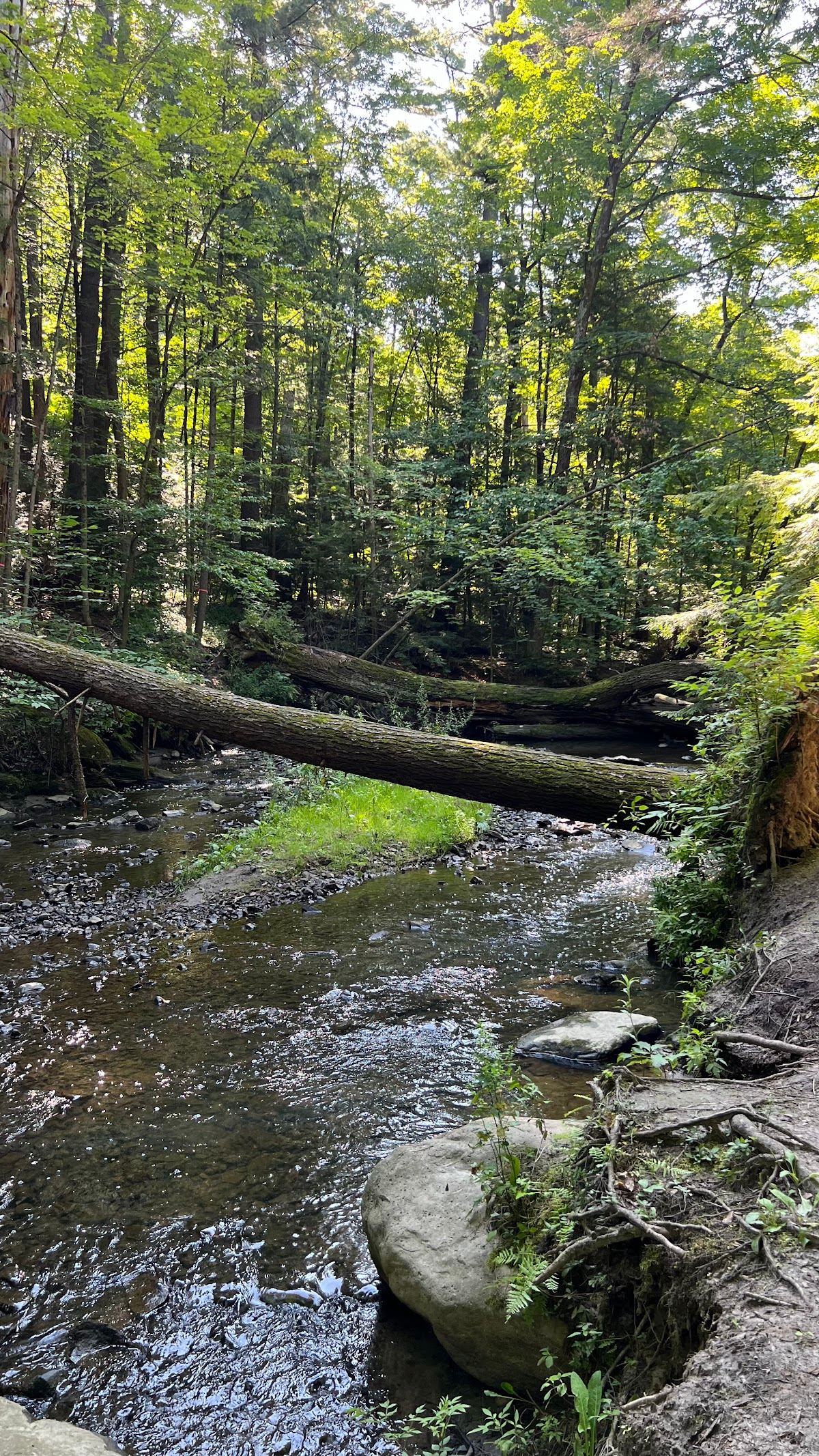 East Woods Natural Area