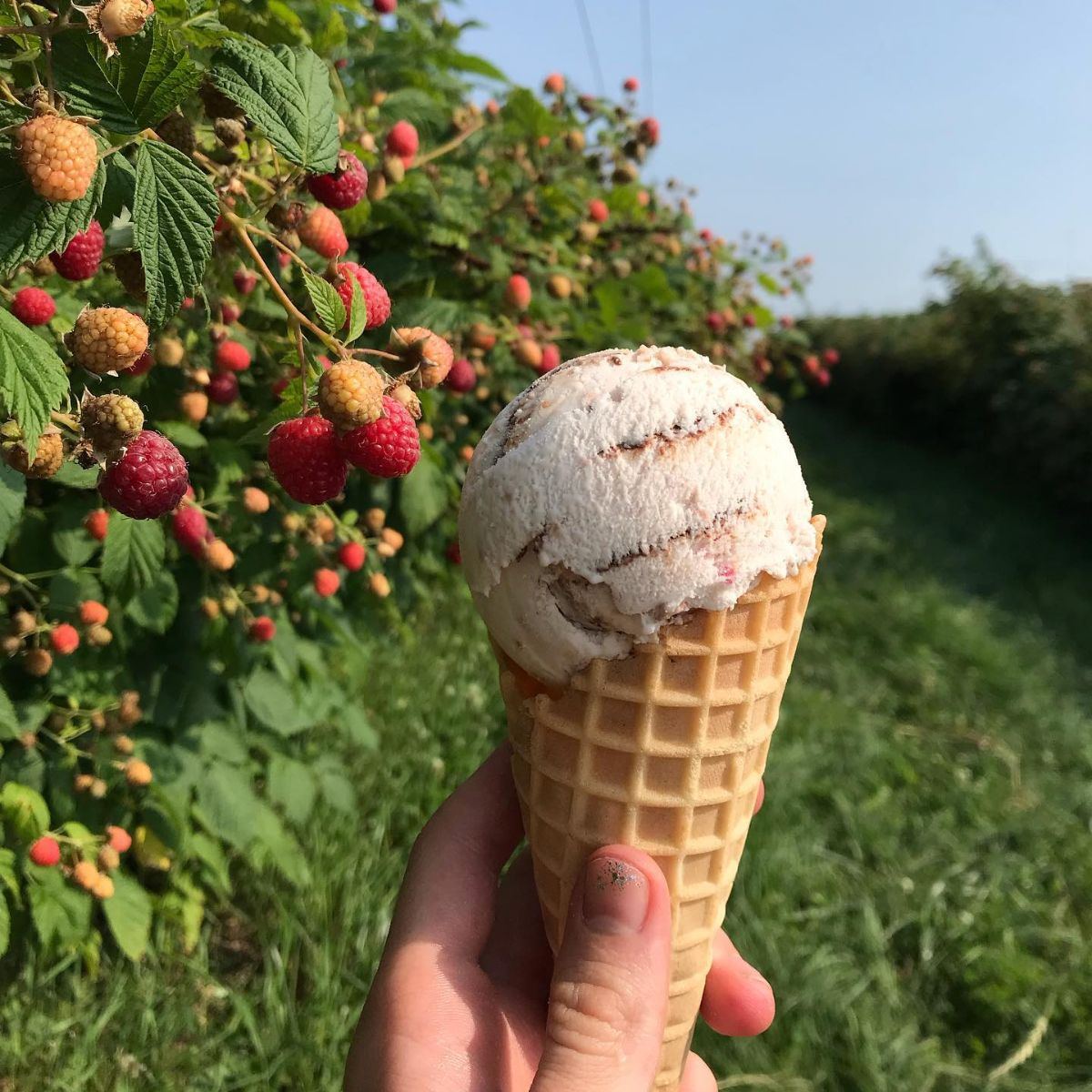 Sisters of Anarchy Ice Cream