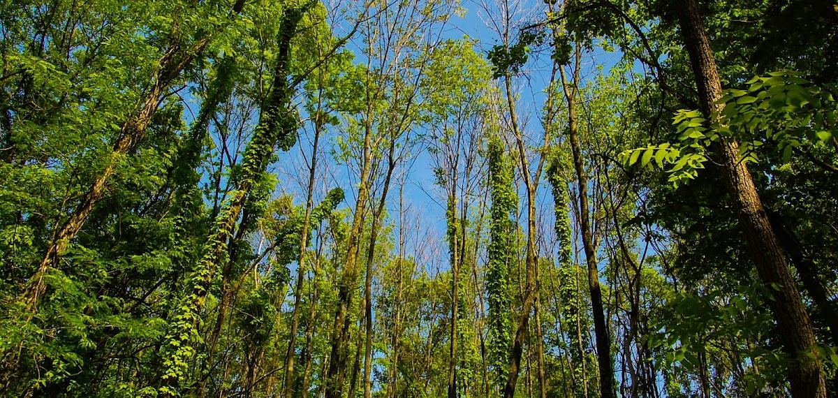 Embshoff Woods