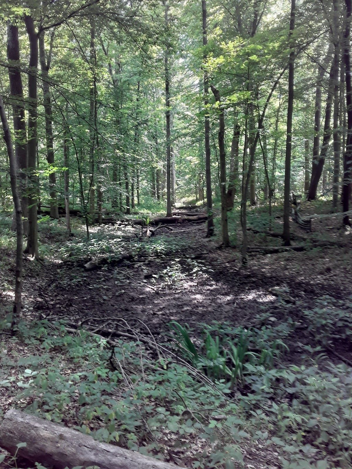 St. Anne Woods and Wetlands