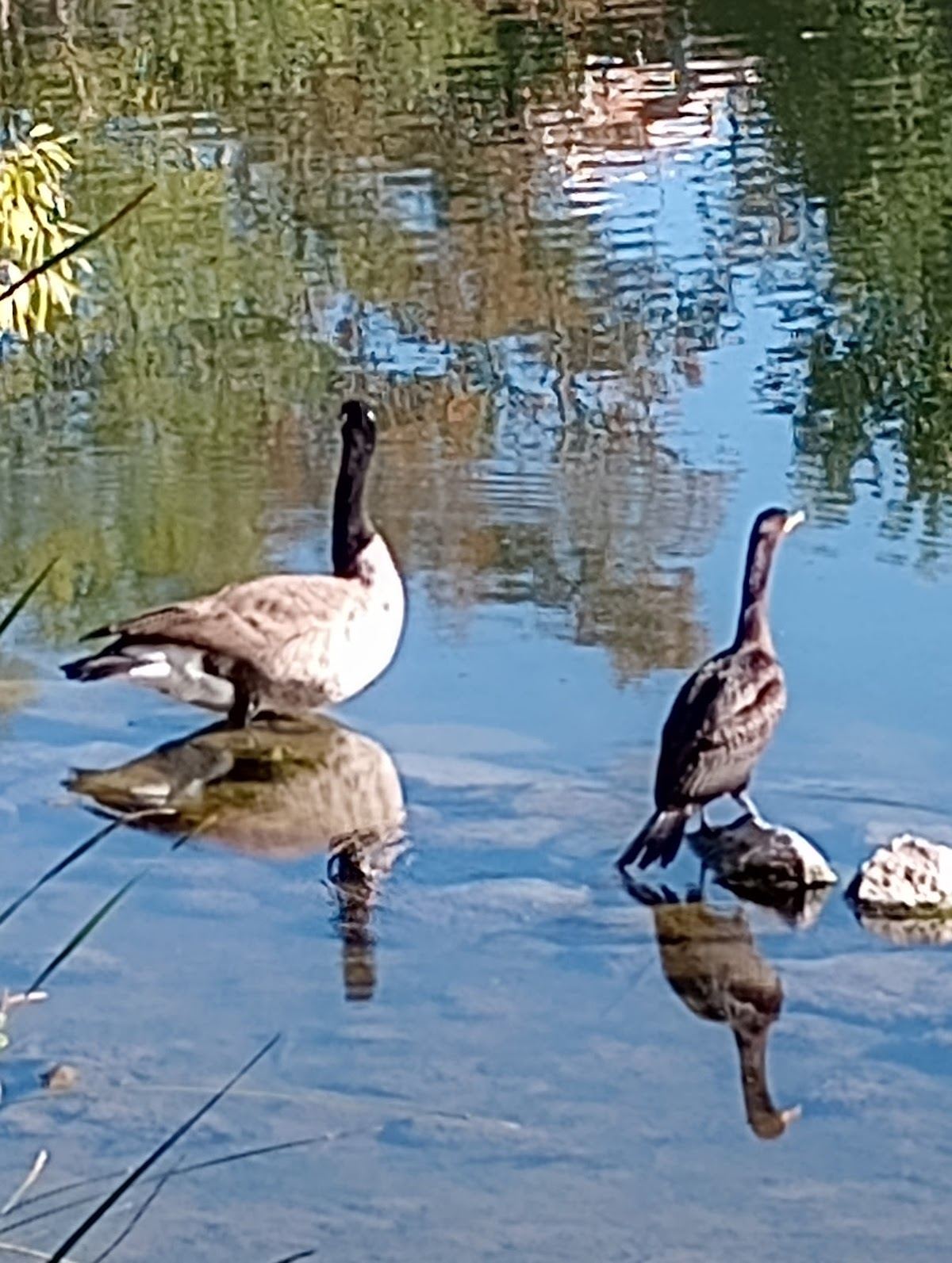 Four Acre Lake Park