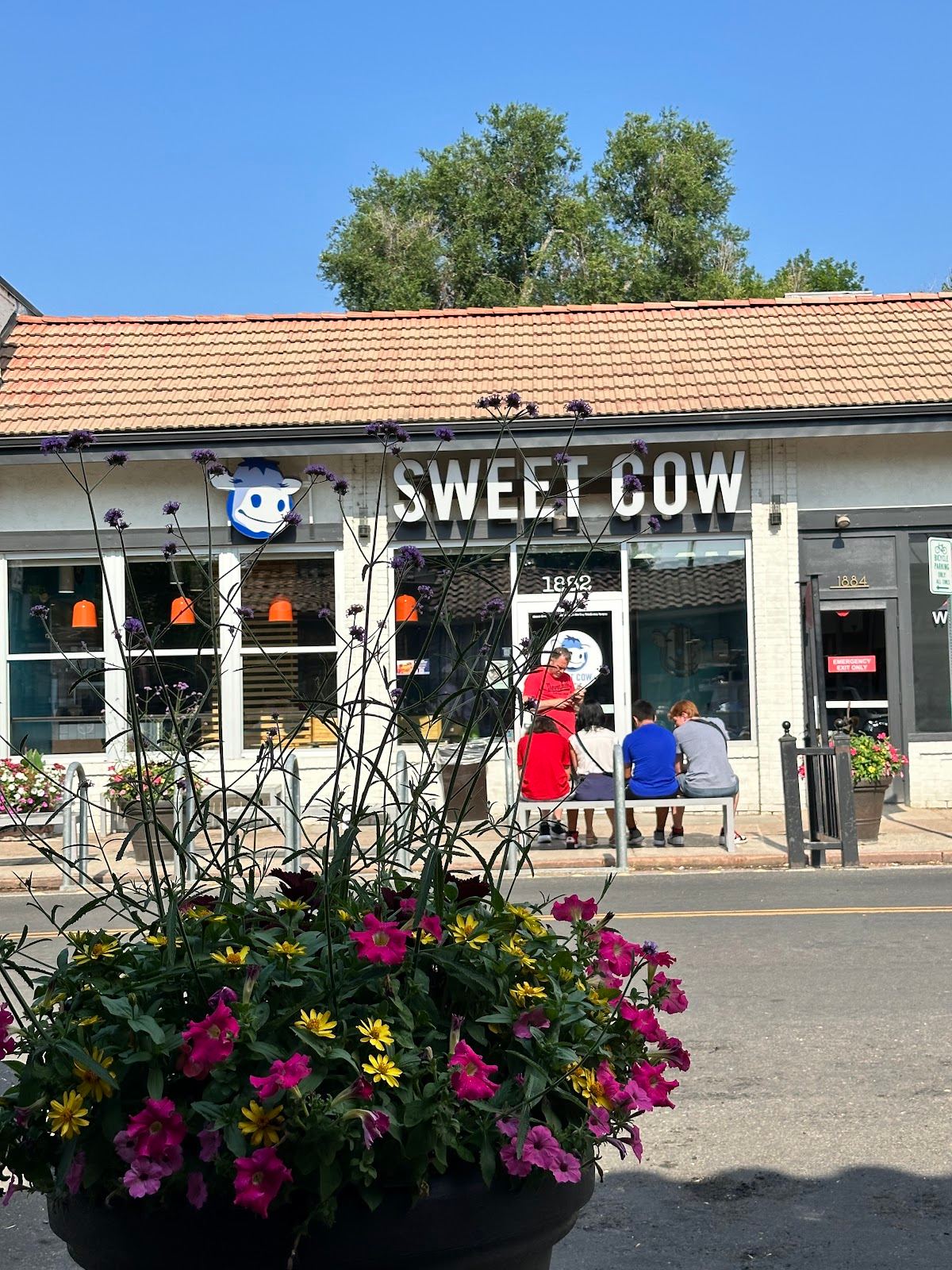 Sweet Cow
