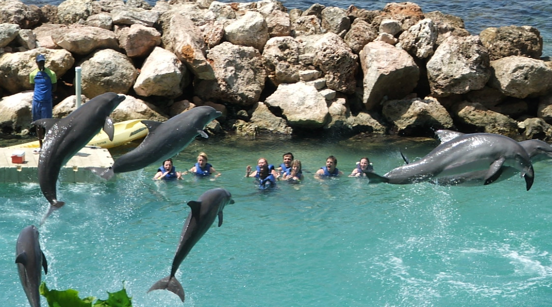 Dolphin World